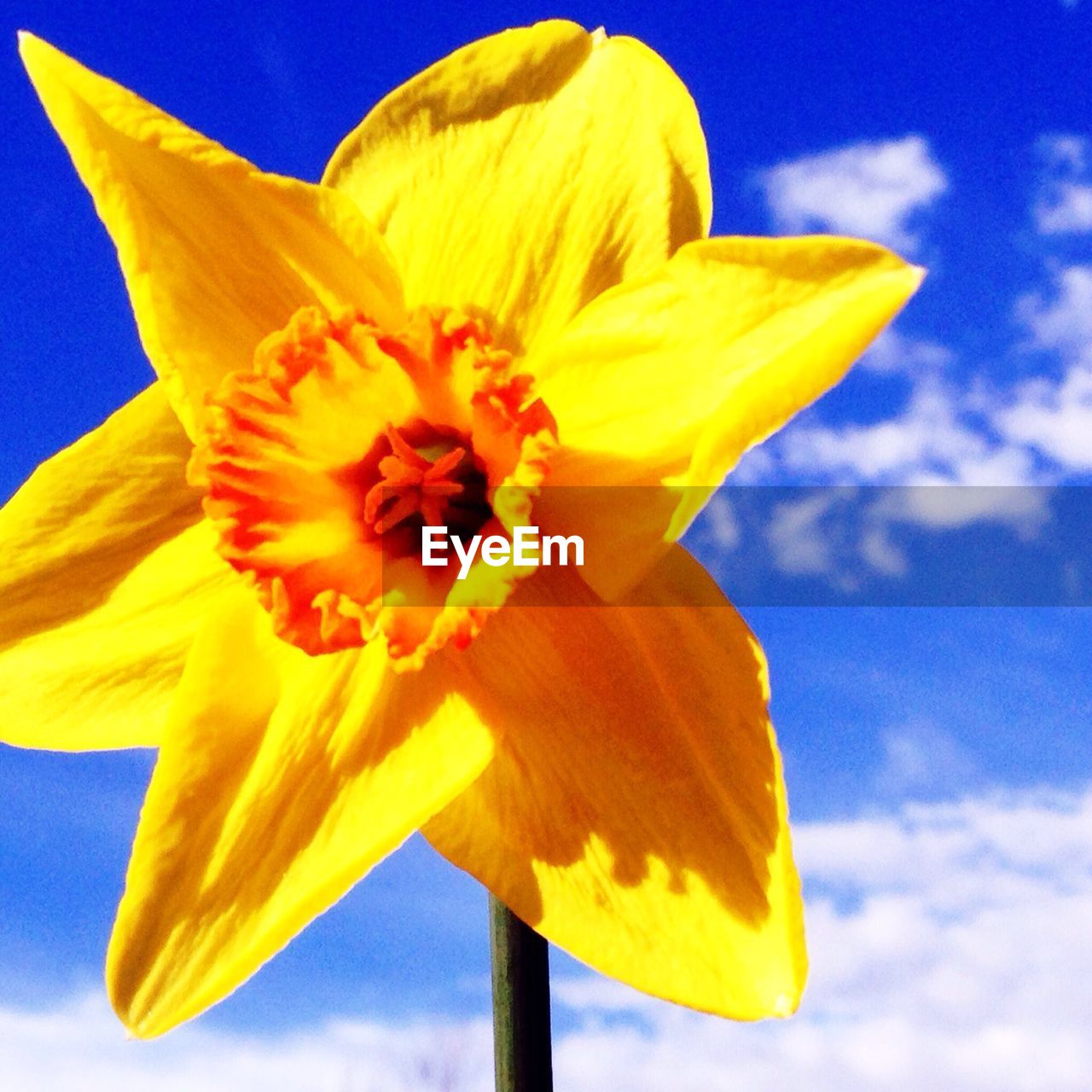Close-up of daffodil
