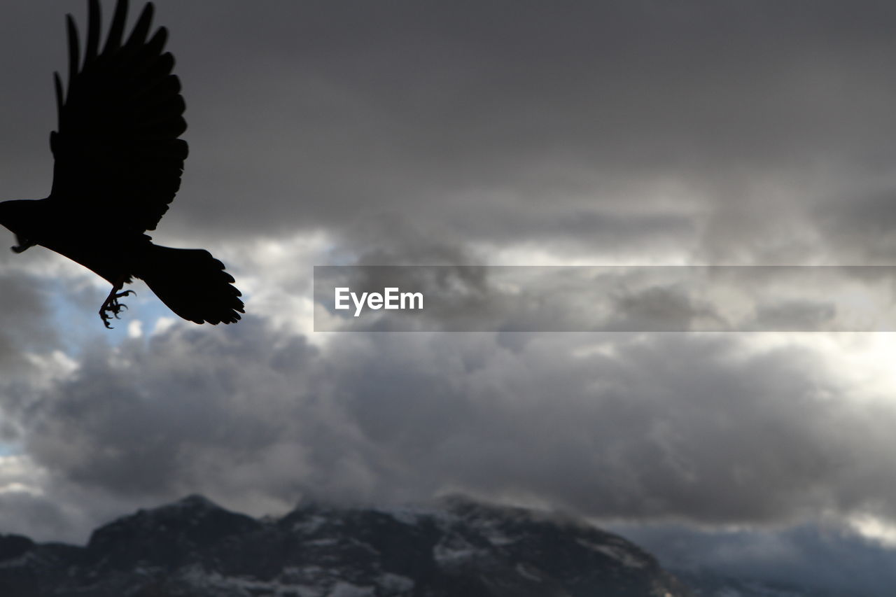LOW ANGLE VIEW OF BIRD FLYING