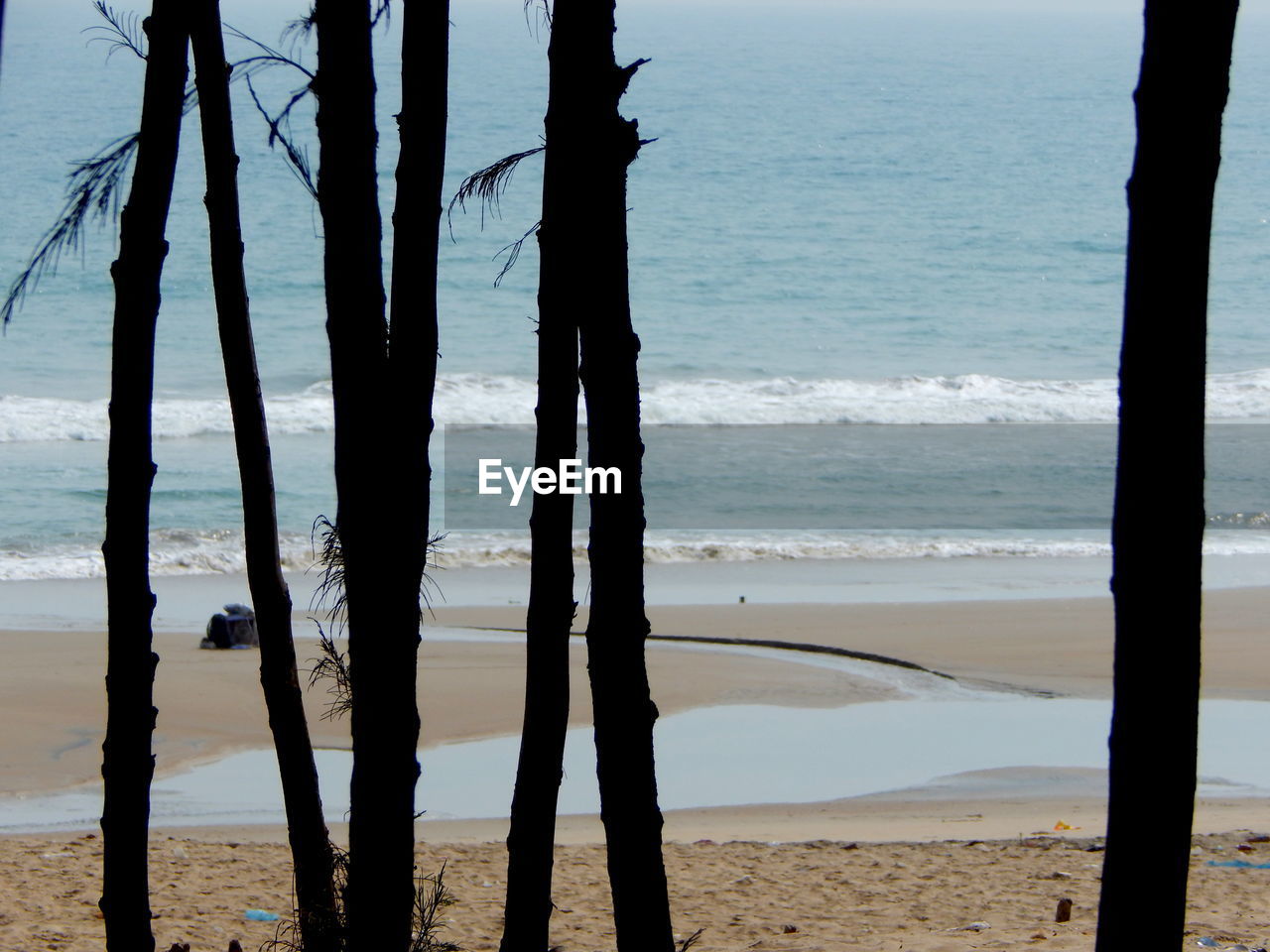 TREES ON BEACH AGAINST SKY