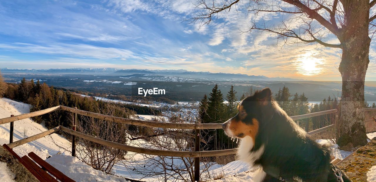 VIEW OF A DOG ON SNOWCAPPED MOUNTAIN