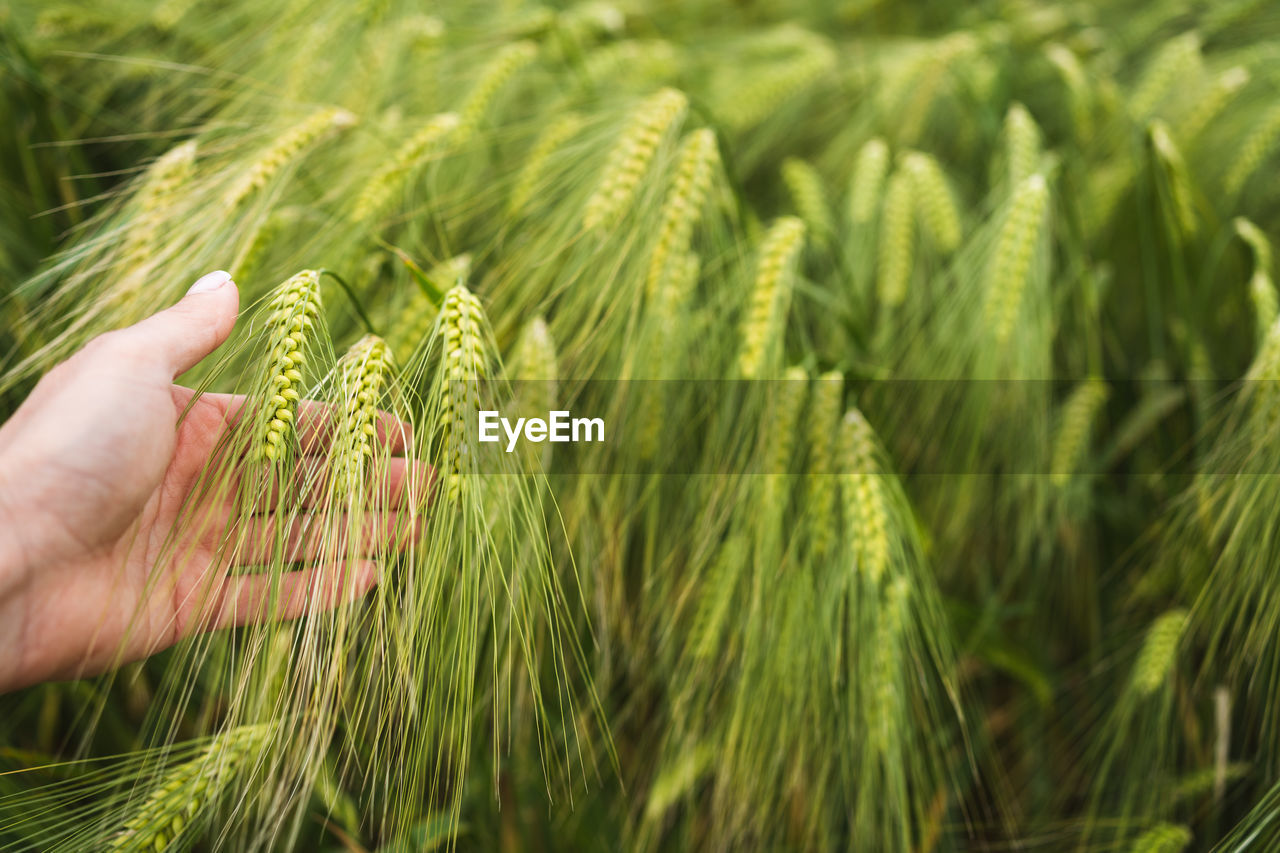 Woman's hand touches fresh ears of wheat