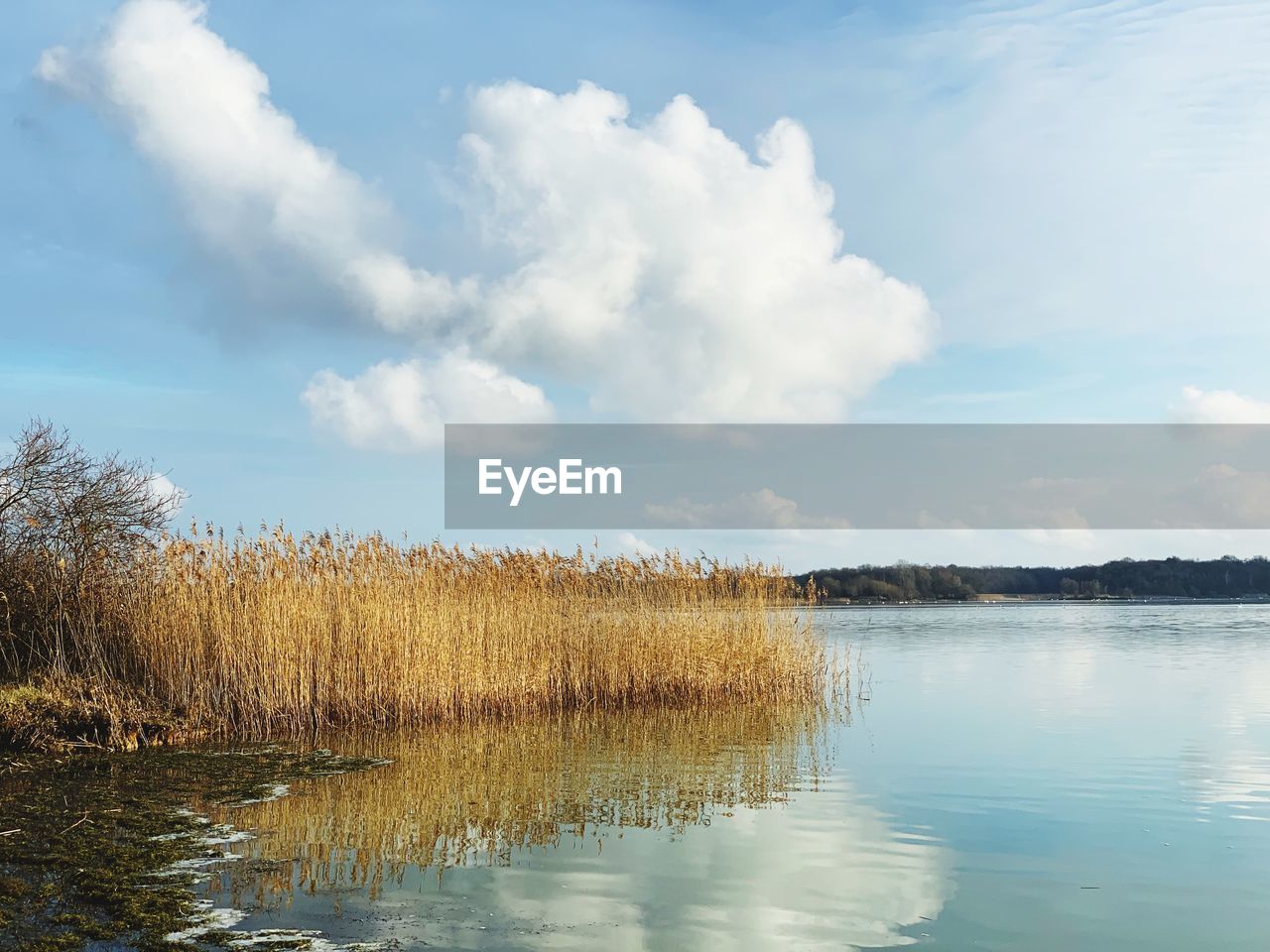 PLANTS GROWING ON LAKE AGAINST SKY