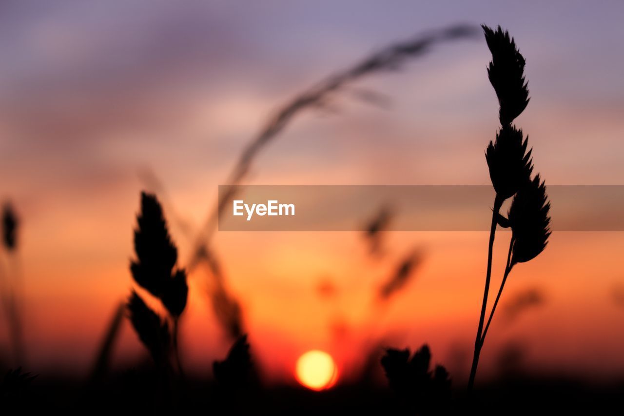 Close-up of silhouette plants against sky during sunset