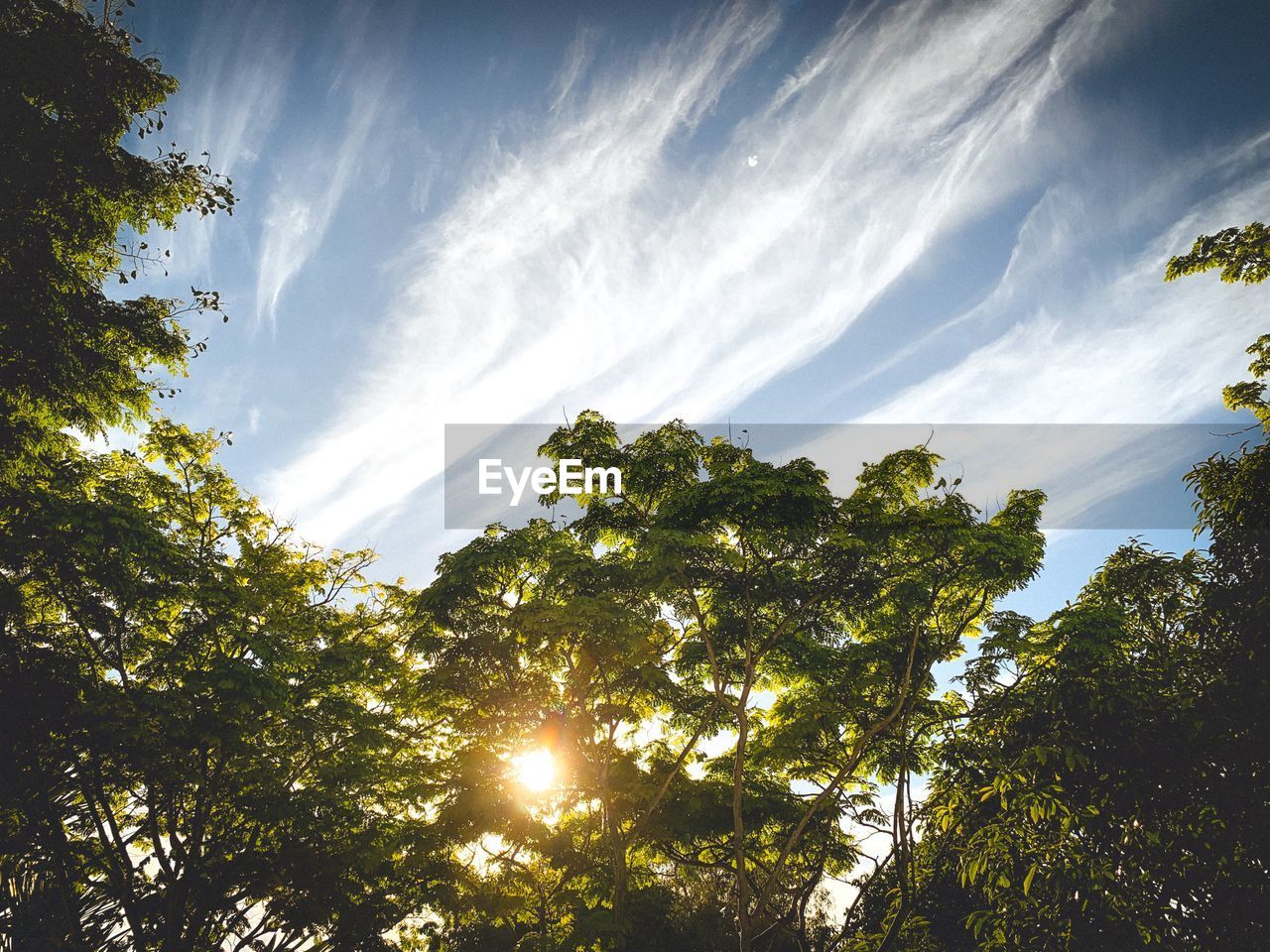 Low angle view of sunlight streaming through trees against sky