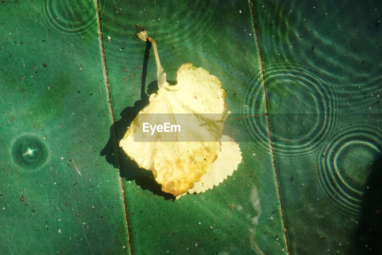 CLOSE-UP OF FRESH LEAF ON WATER