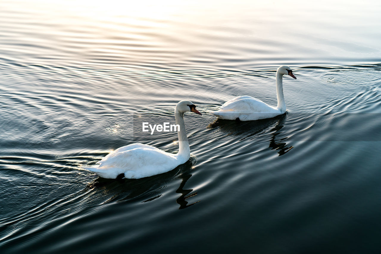 Close-up of swan floating on lake