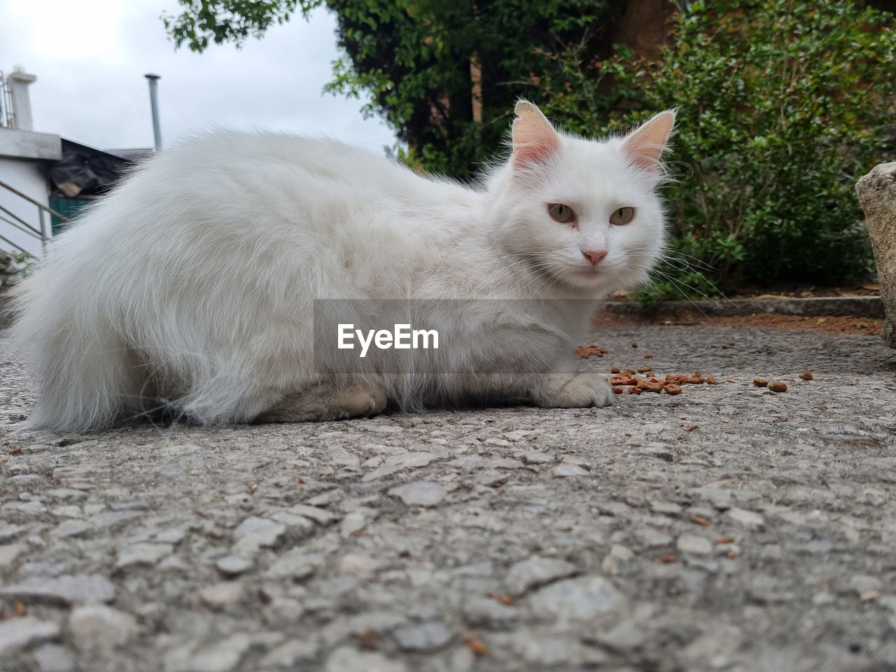 CLOSE-UP PORTRAIT OF A CAT