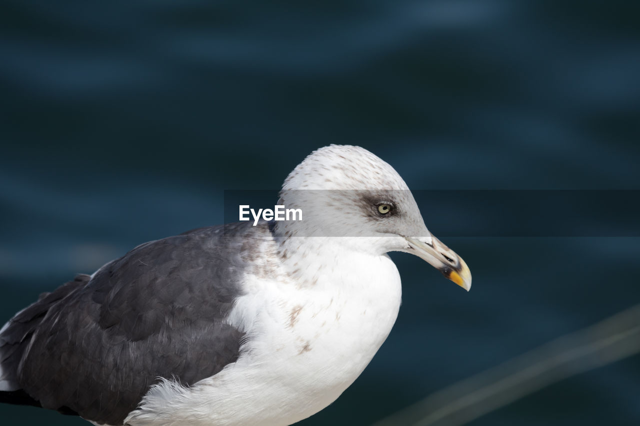 Close-up of seagull