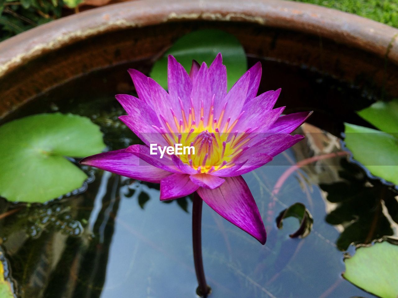 CLOSE-UP OF LOTUS WATER LILY BLOOMING IN POND