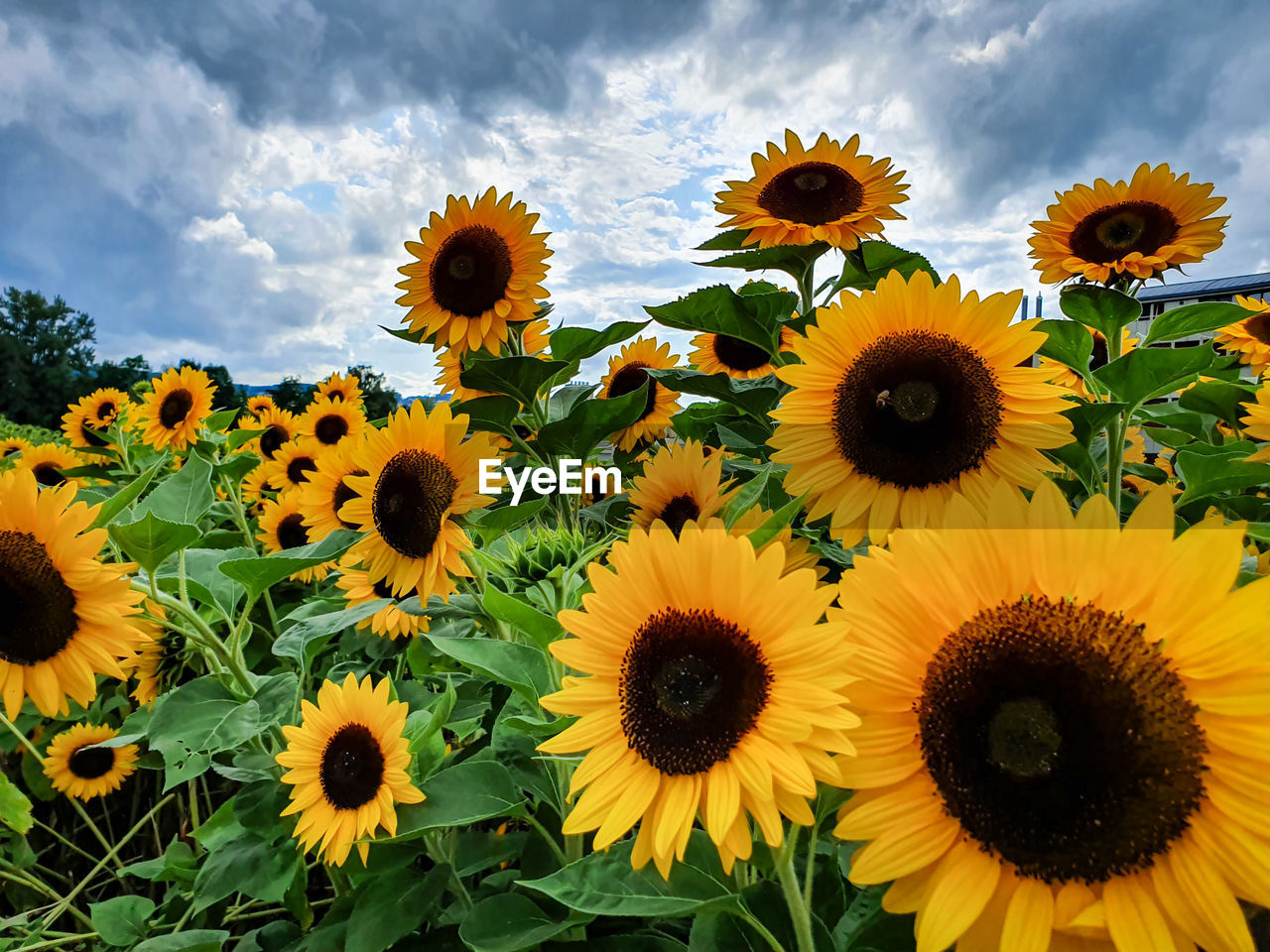Close-up of yellow sunflowers against sky