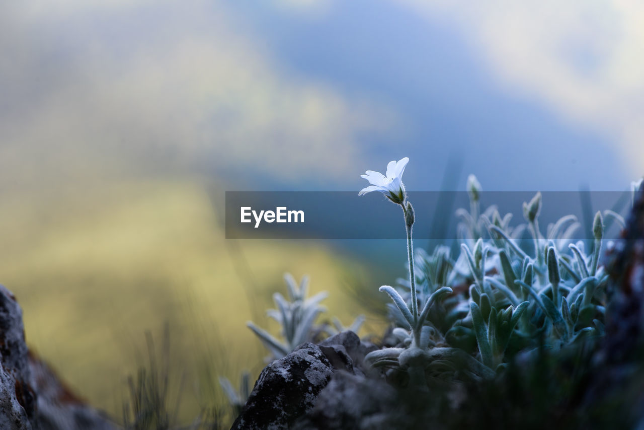 CLOSE-UP OF WHITE FLOWERING PLANT