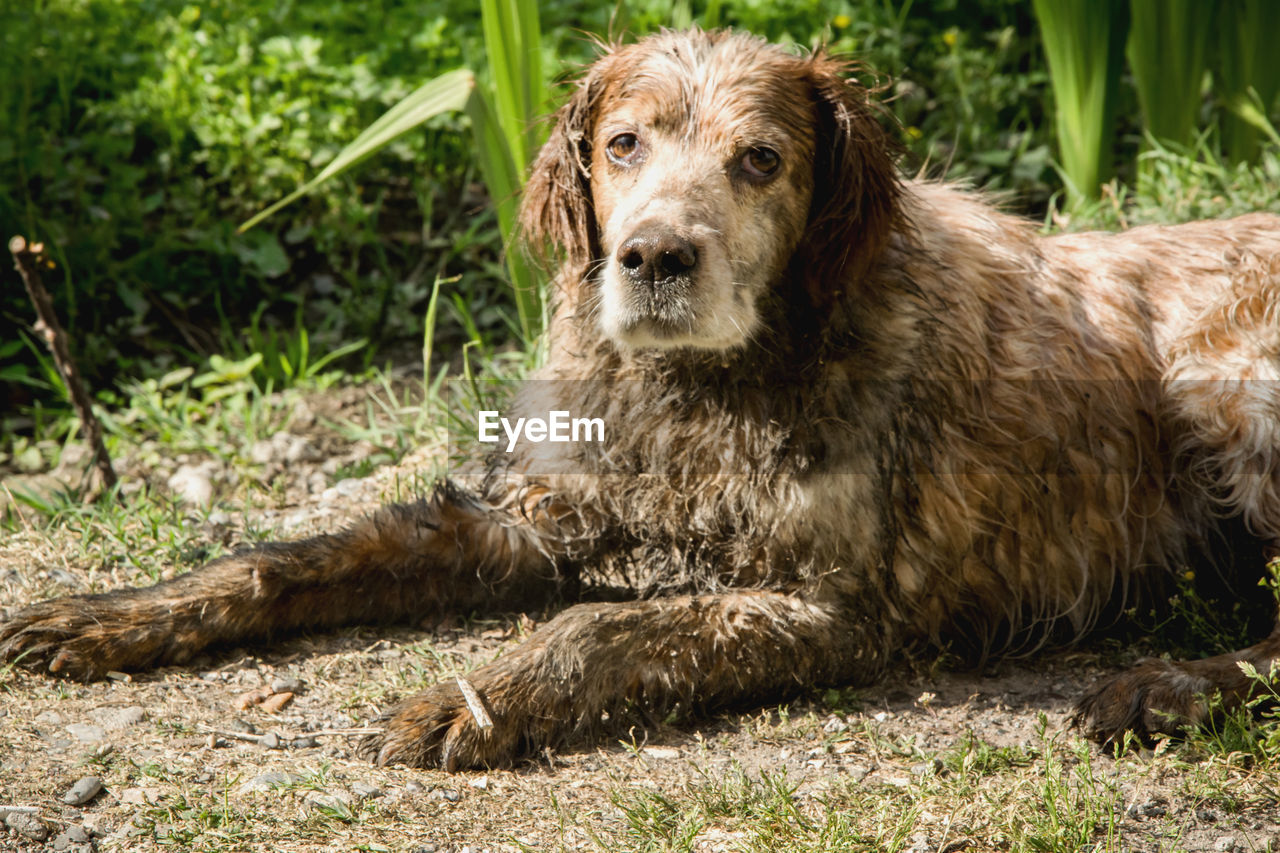 CLOSE-UP OF DOG SITTING ON GRASS