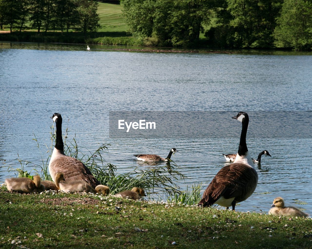 Geese in lake