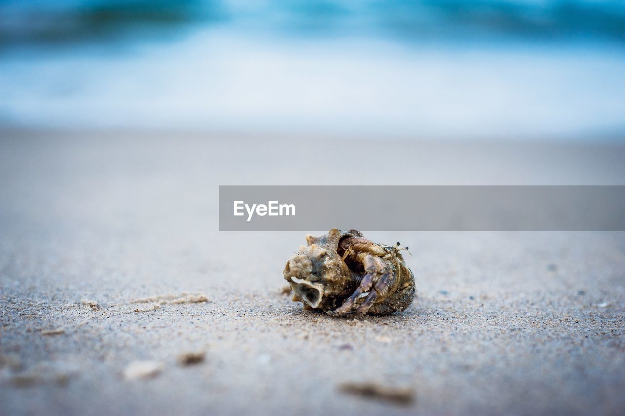CLOSE-UP OF SHELL ON SAND