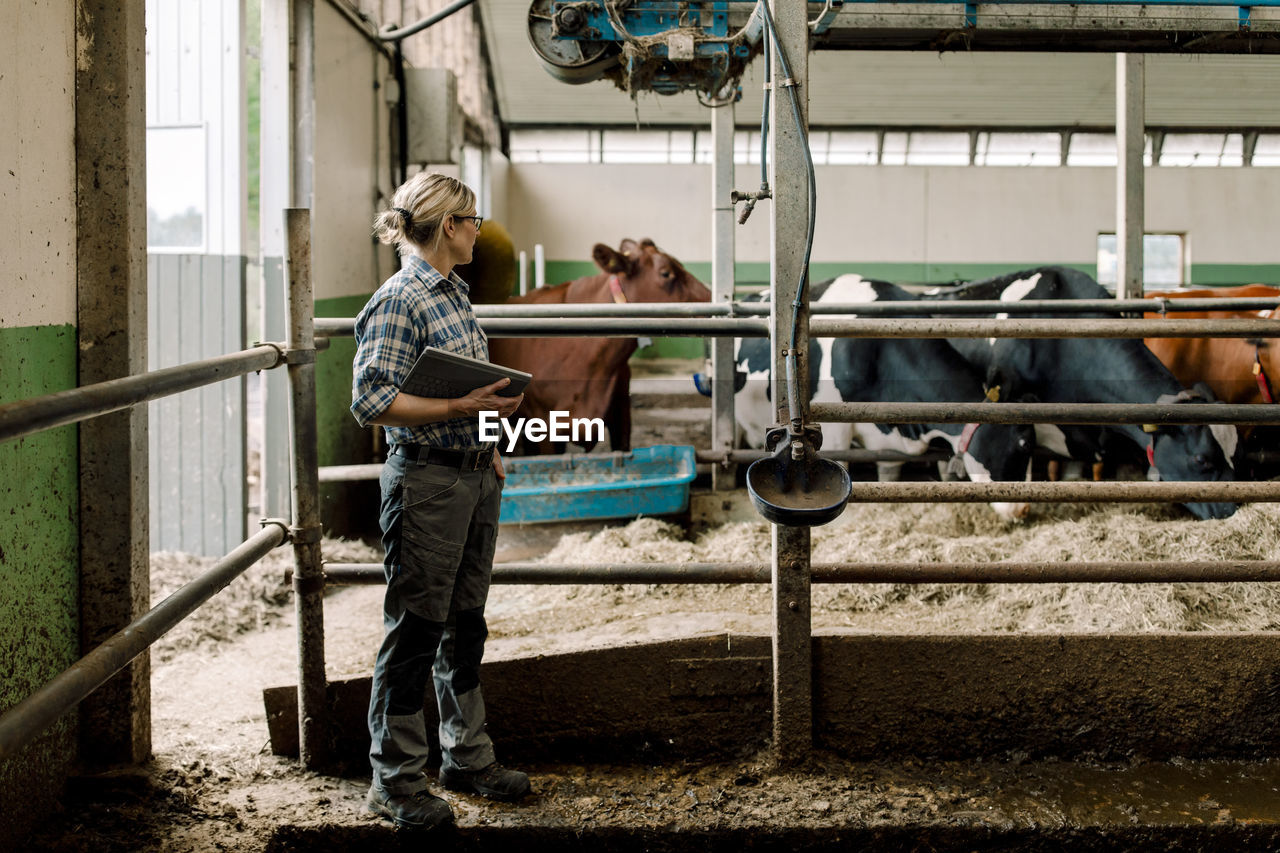 Farmer standing with tablet pc examining cows at dairy farm