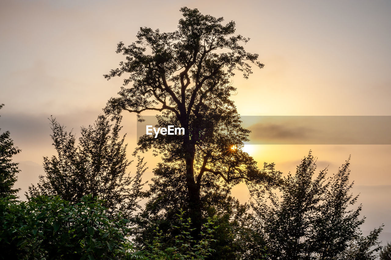 LOW ANGLE VIEW OF SILHOUETTE TREE AGAINST SKY