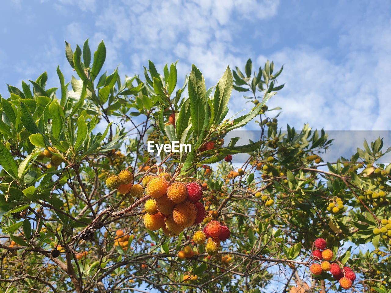LOW ANGLE VIEW OF ORANGE FRUITS ON TREE AGAINST SKY