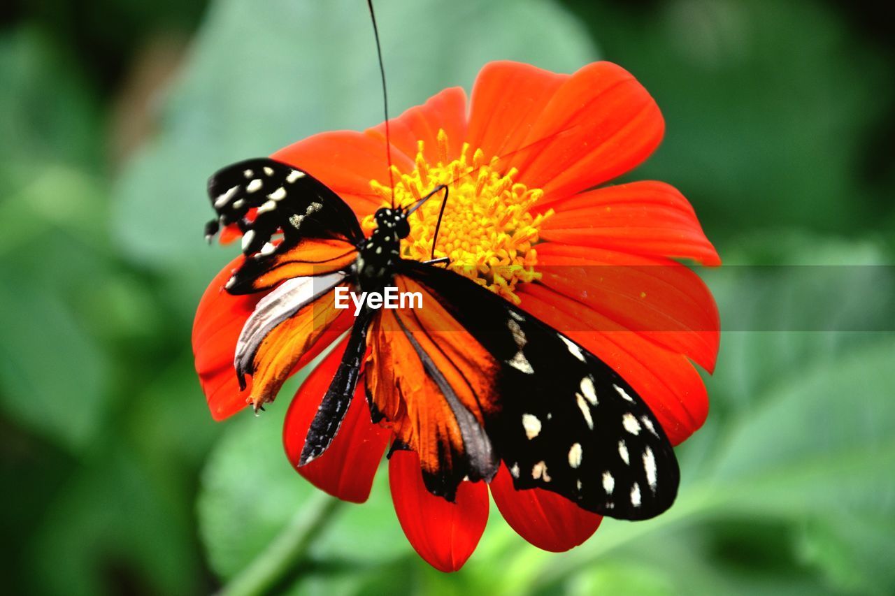 CLOSE-UP OF BUTTERFLY POLLINATING ON FLOWER