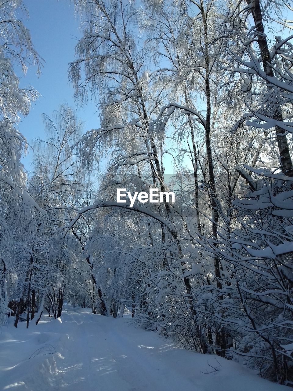 BARE TREES ON SNOW LANDSCAPE