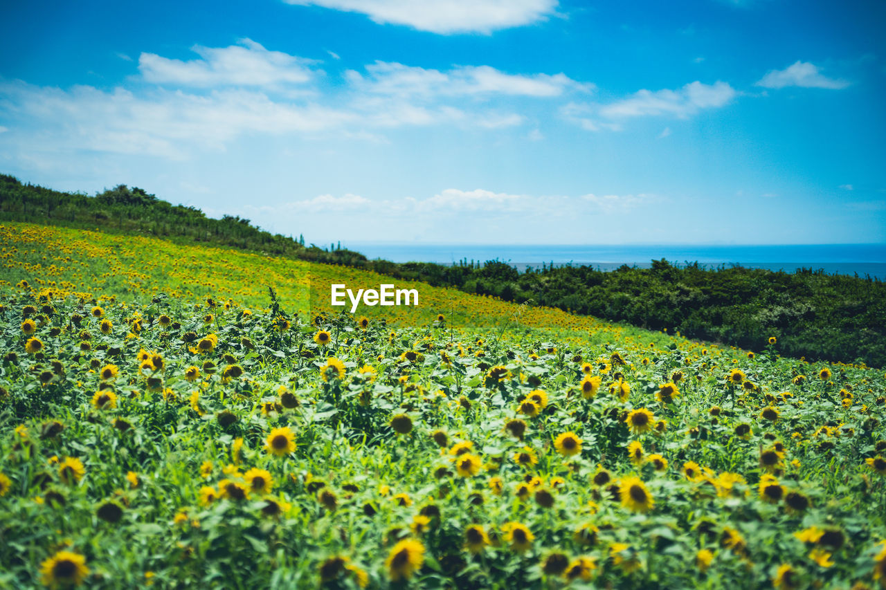sky, plant, landscape, land, environment, beauty in nature, flower, nature, field, scenics - nature, cloud, rural scene, flowering plant, freshness, agriculture, growth, horizon, sunlight, yellow, crop, meadow, no people, tranquility, sunflower, blue, grassland, farm, tranquil scene, rural area, wildflower, green, food, outdoors, food and drink, springtime, summer, day, grass, abundance, vibrant color, prairie, plain, idyllic, tree, travel destinations, non-urban scene, multi colored, travel, hill, horizon over land, urban skyline, leaf, plant part, water