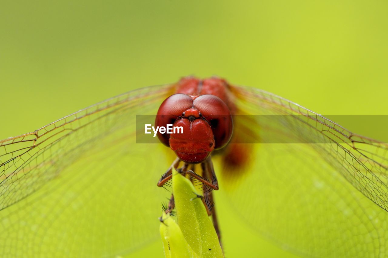 CLOSE UP OF DRAGONFLY