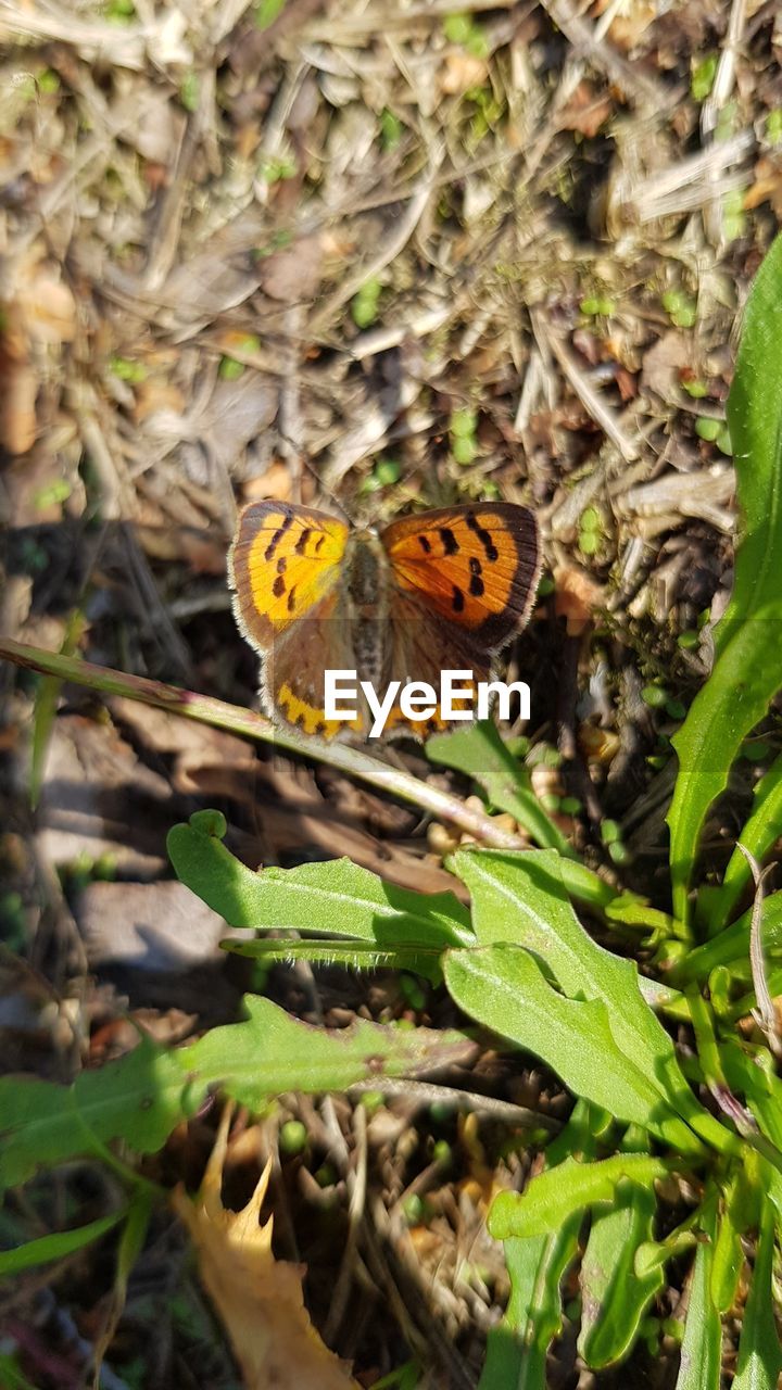 BUTTERFLY ON A FLOWER