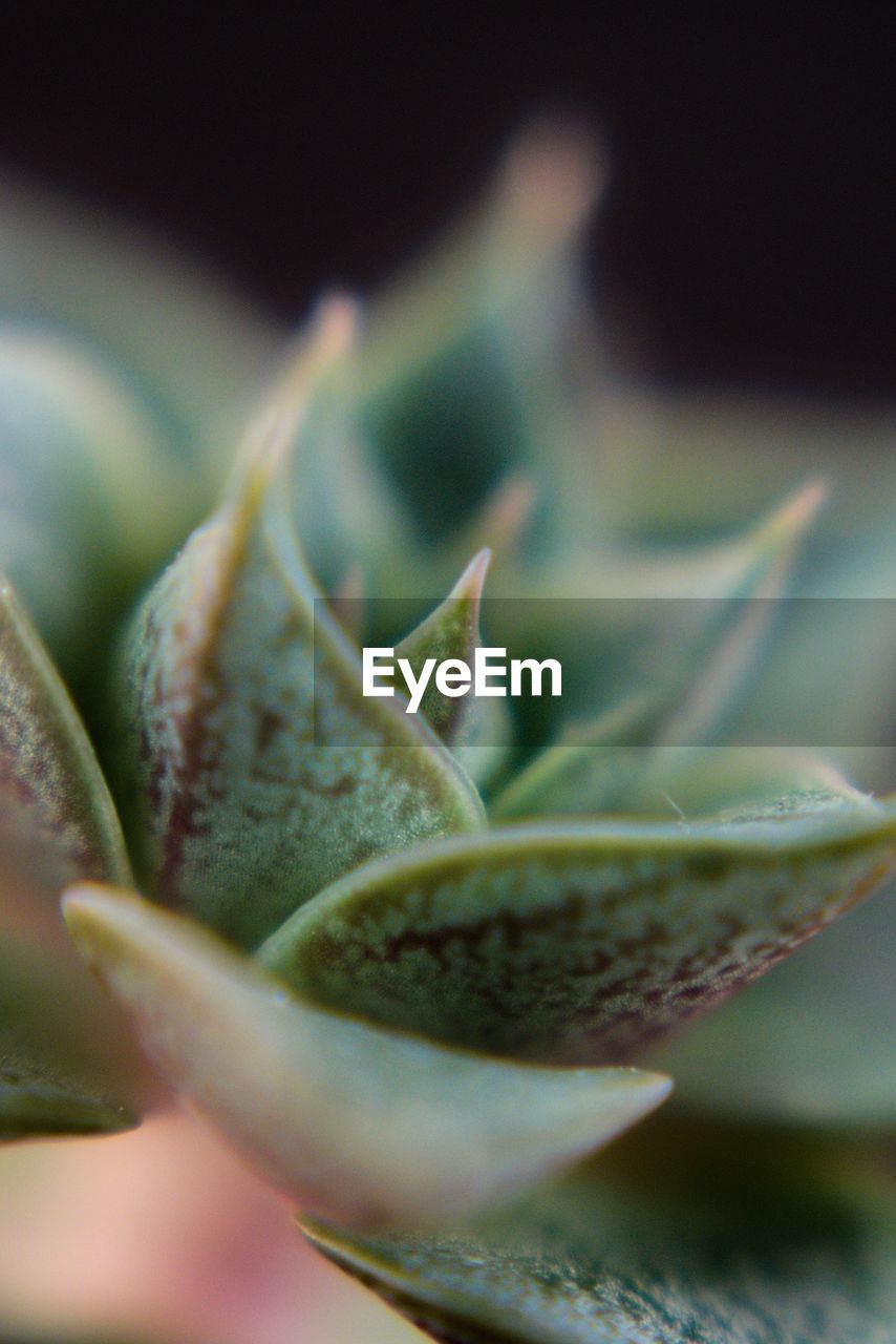 Close-up of flower plant, succulent. 