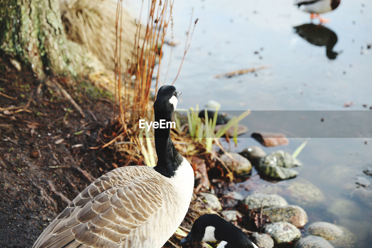 High angle view of a vanada goose in lake