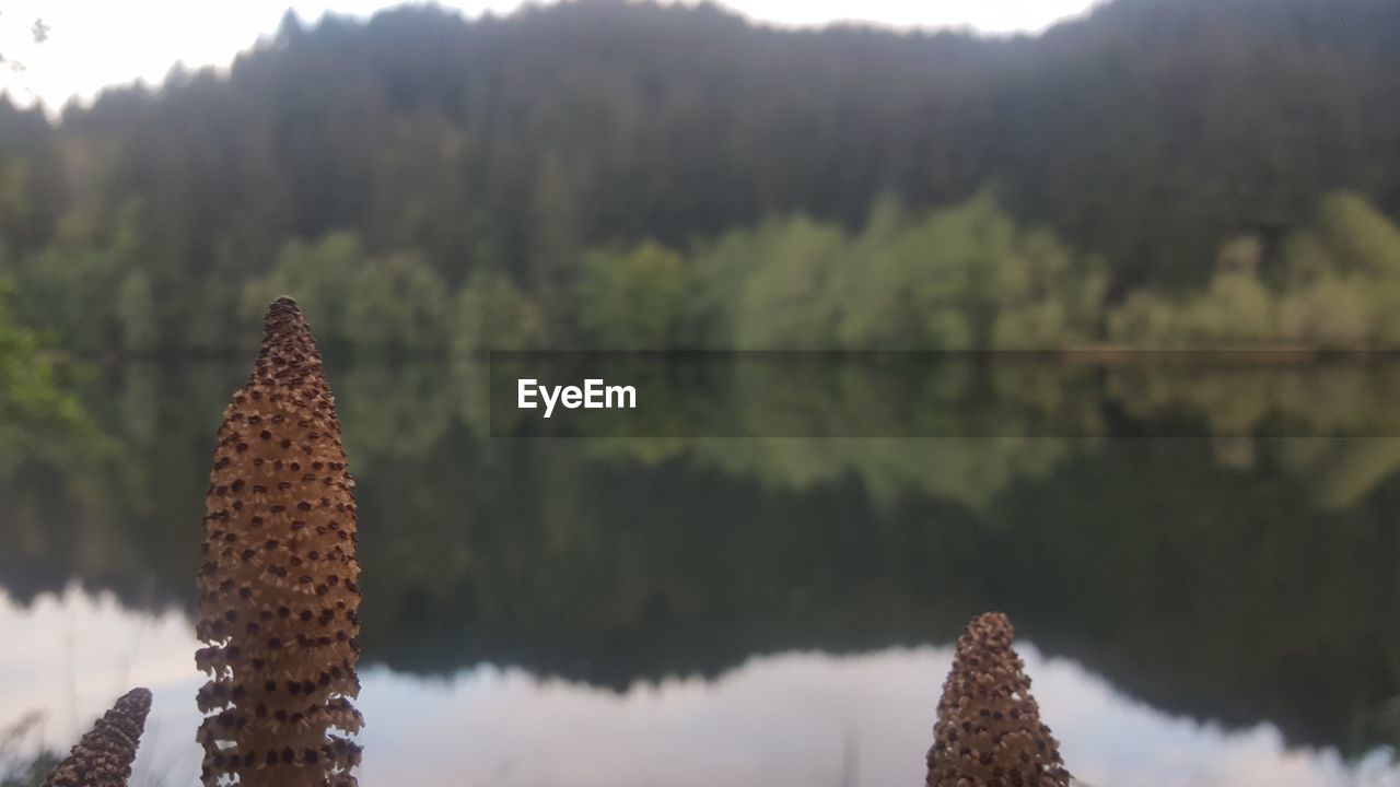 Close-up of plants by lake against sky