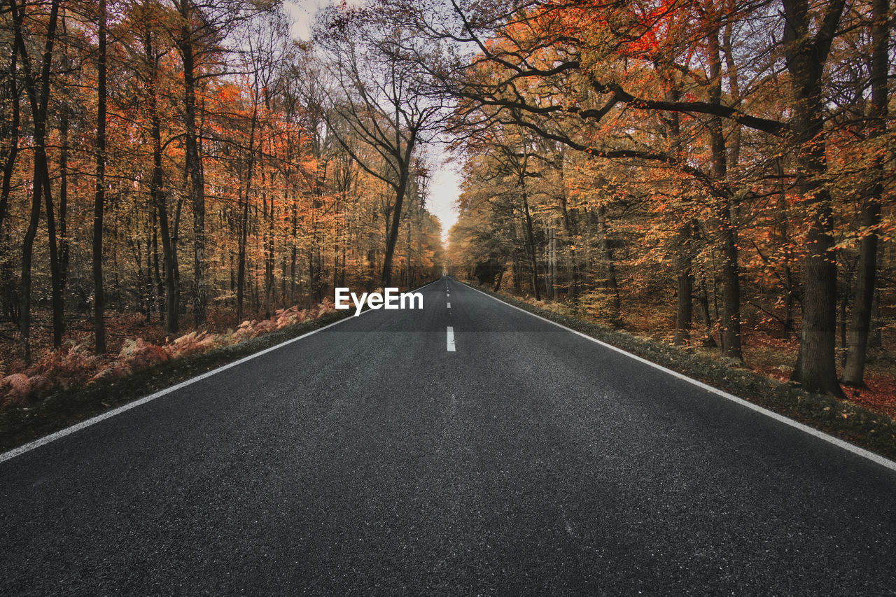 EMPTY ROAD AMIDST TREES DURING AUTUMN