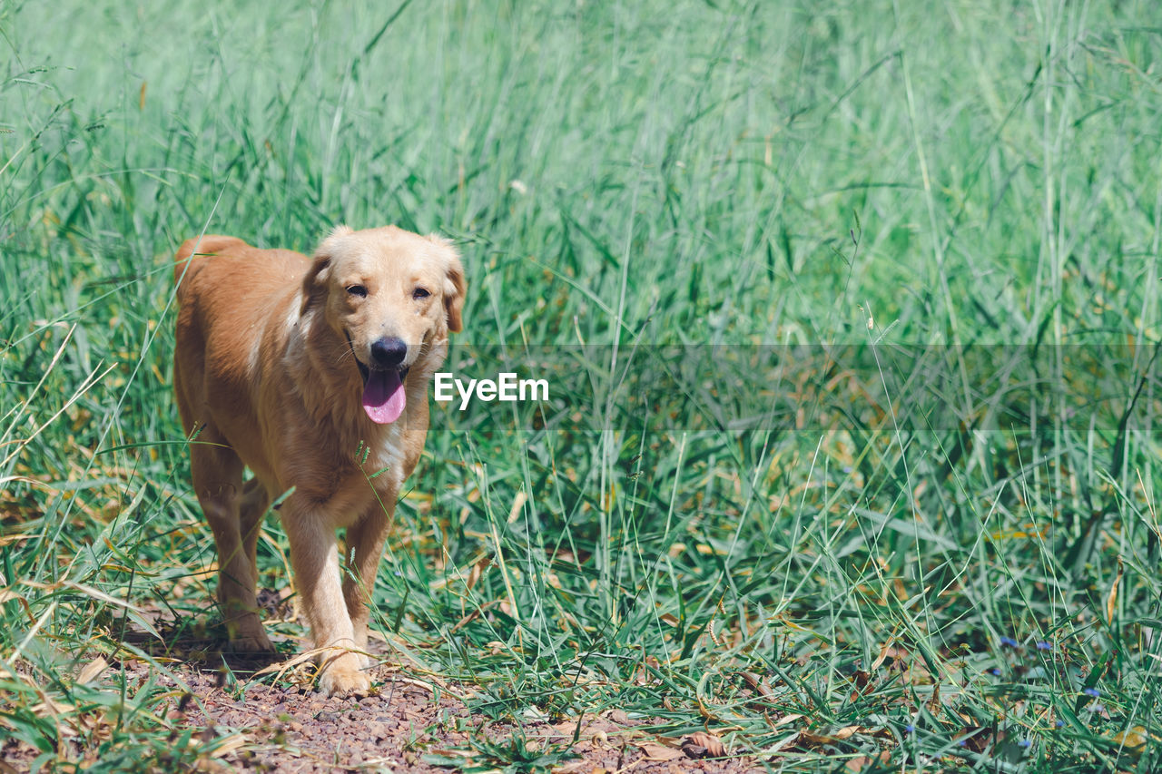 PORTRAIT OF DOG ON GRASS