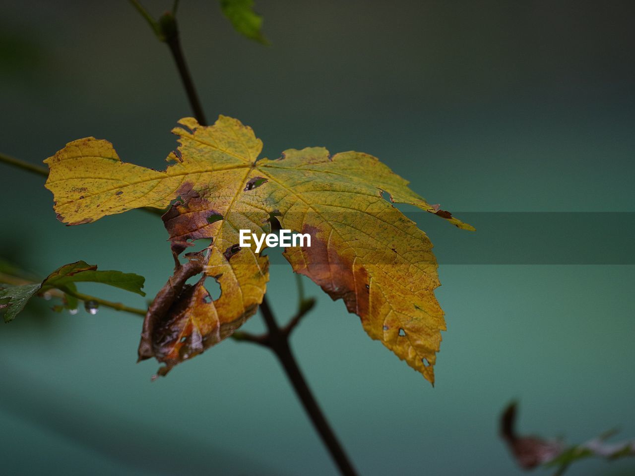 CLOSE-UP OF YELLOW MAPLE LEAF ON TREE