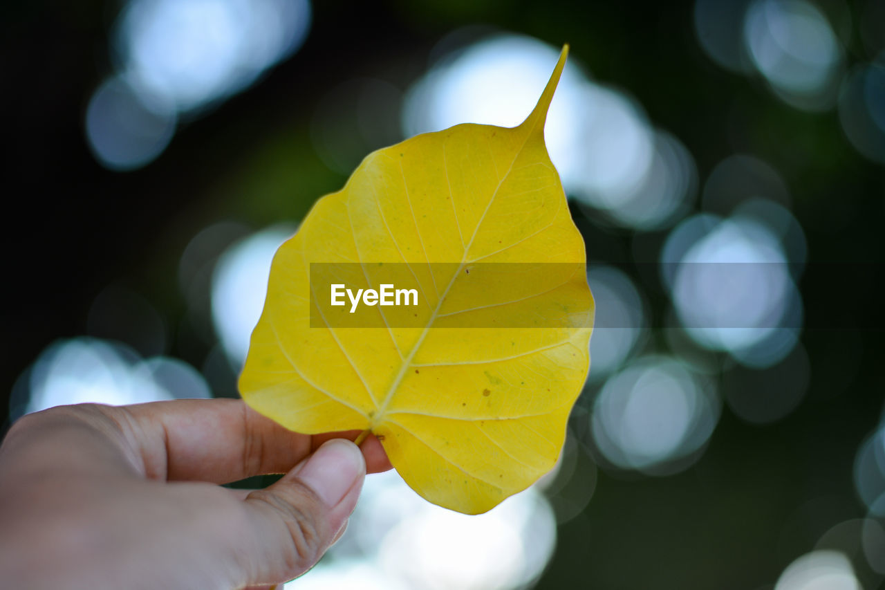 Close-up of person holding maple leaves during autumn