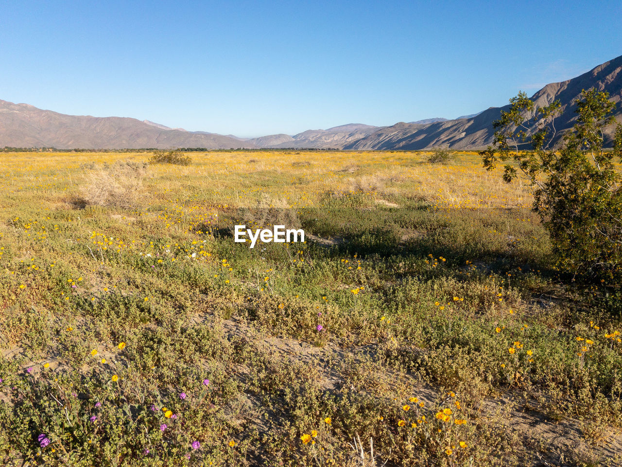 Scenic view of grassy field against sky