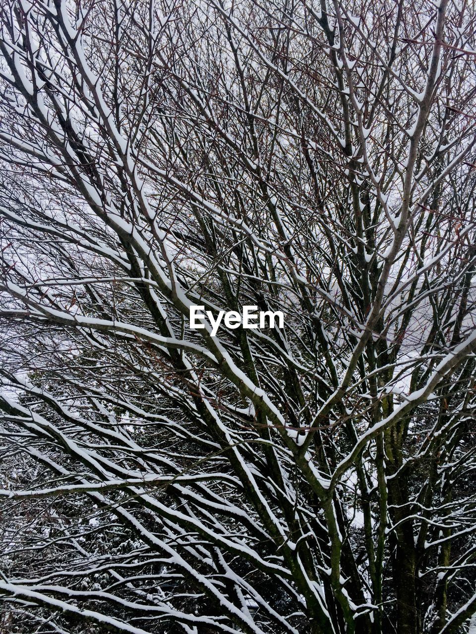 FULL FRAME SHOT OF BARE TREE IN WINTER