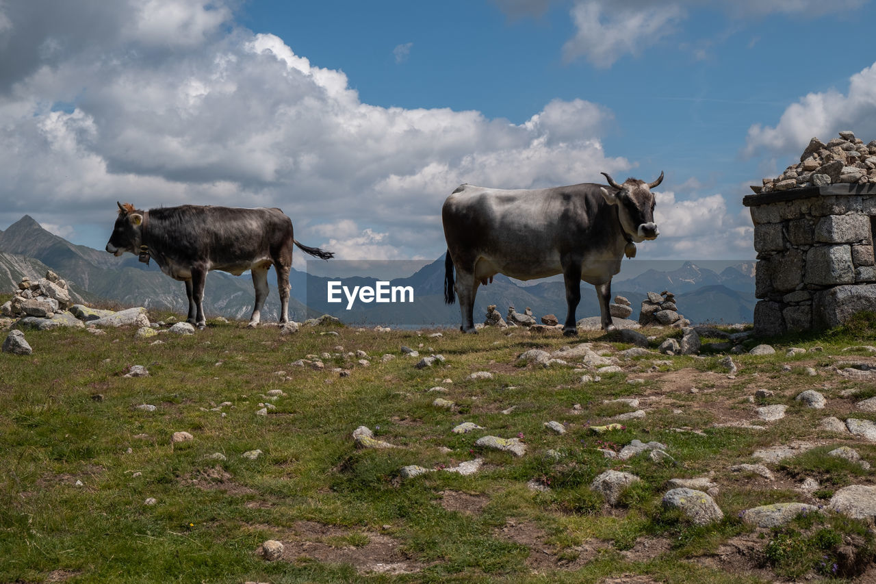 HORSES STANDING IN FIELD