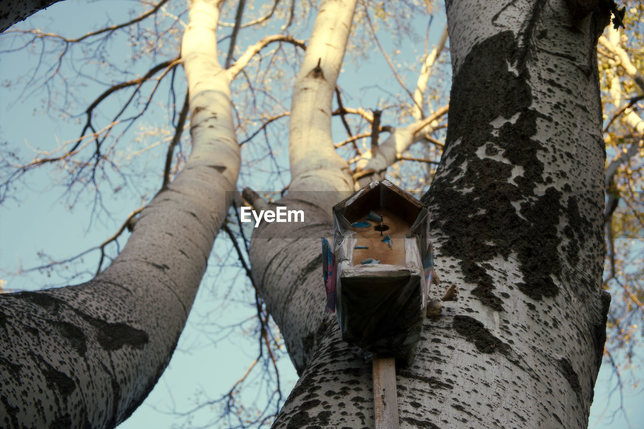 LOW ANGLE VIEW OF BIRDHOUSE ON TREE