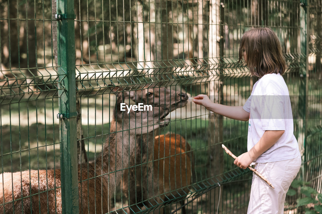 A girl feeds deer on a farm. caring for animals. female hand feeds deer wild animals