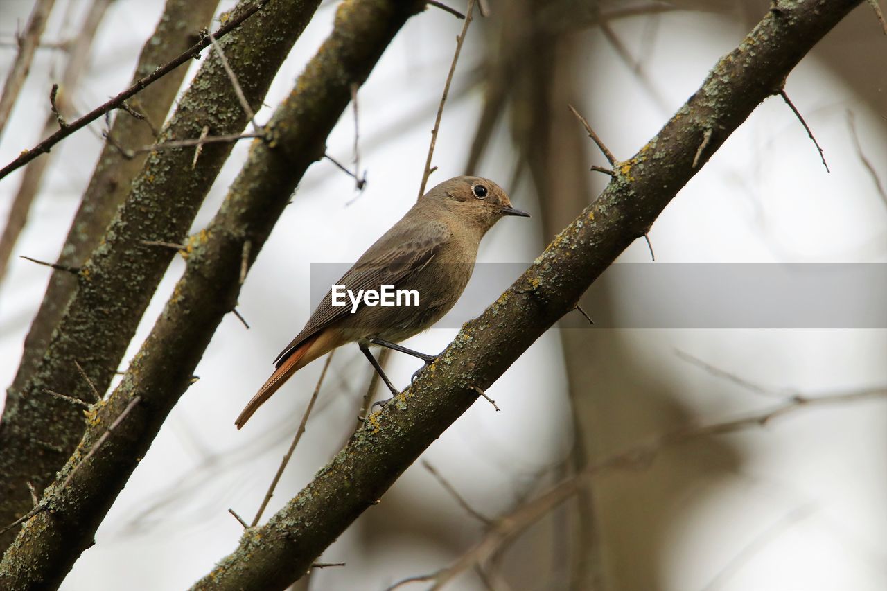 low angle view of bird perching on tree