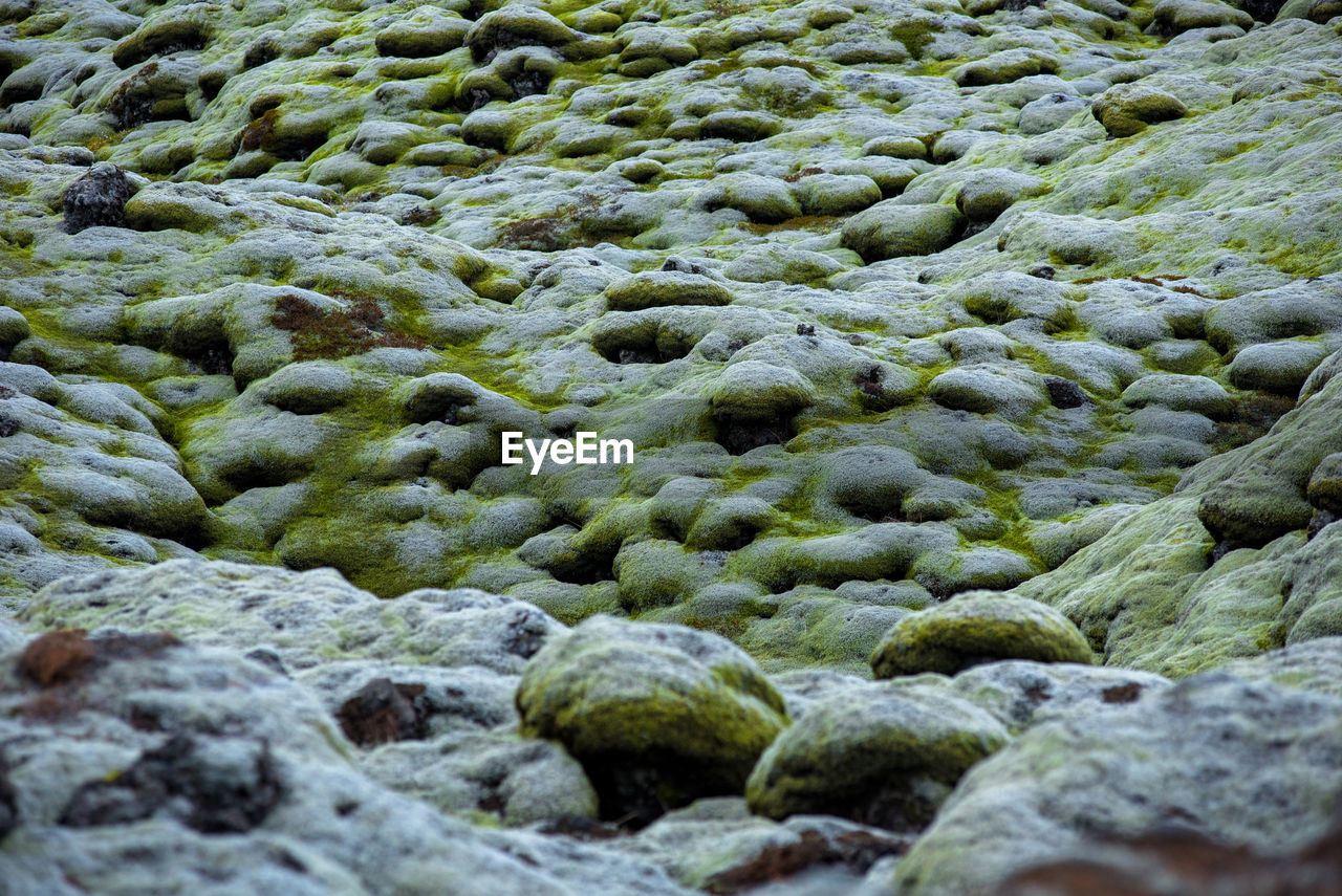 Eldhraun lava field, flow and ridge covered with green moss in iceland
