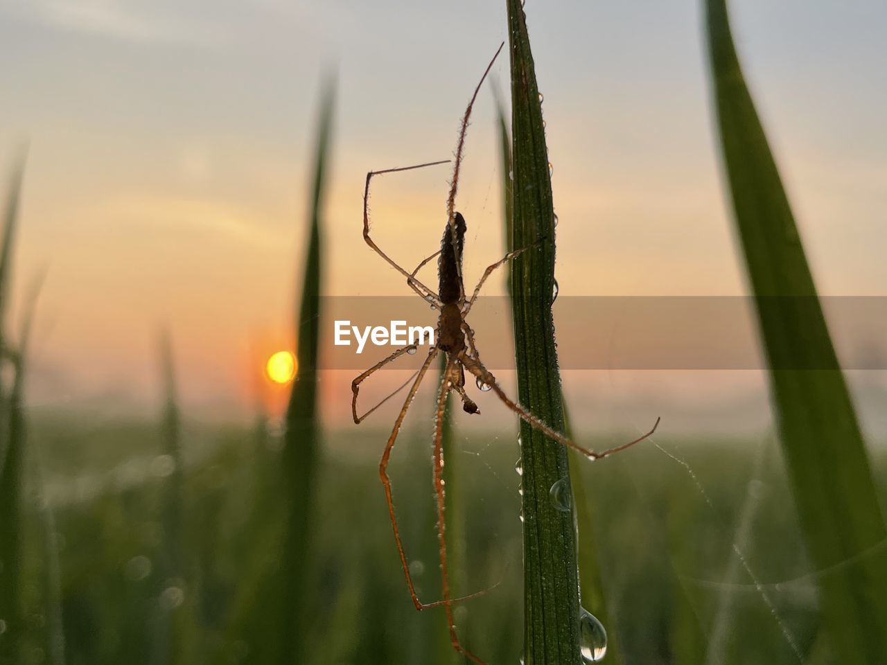 CLOSE-UP OF SPIDER WEB ON FIELD AGAINST SKY