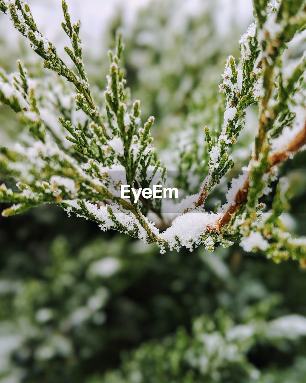 Close-up of frozen plant