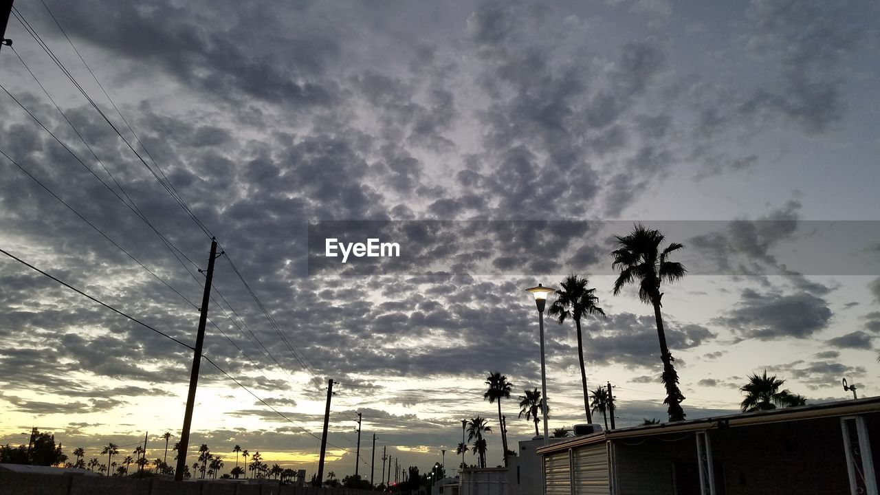 LOW ANGLE VIEW OF PALM TREES AGAINST SKY
