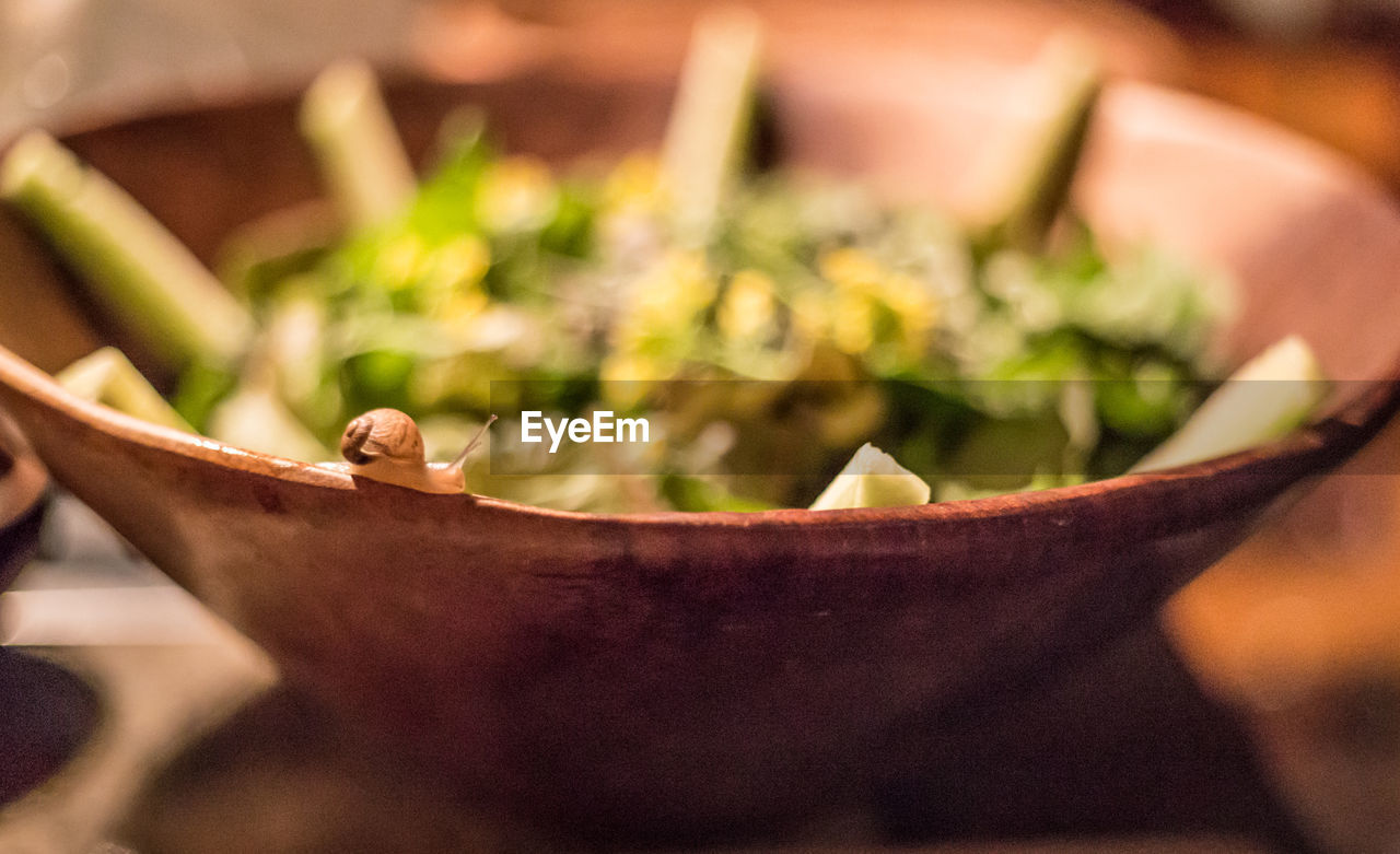 Close-up of snail on bowl