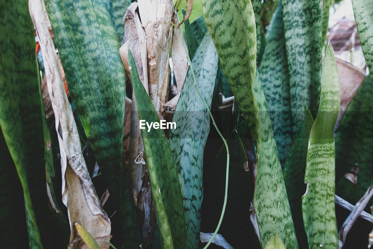 CLOSE-UP OF SUCCULENT PLANT HANGING AT TREE