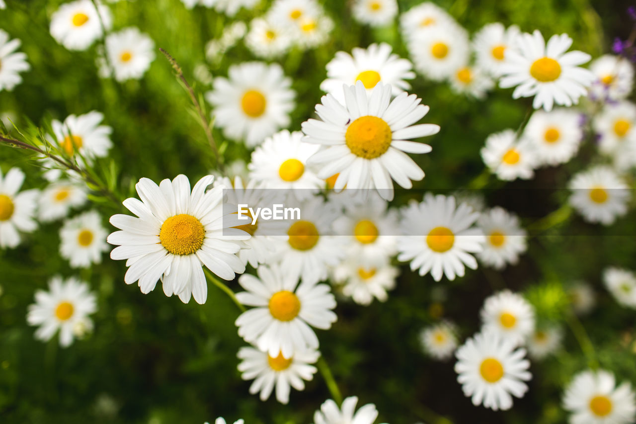 Close-up of white daisy flowers