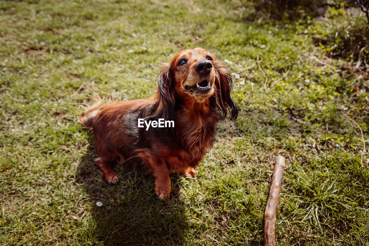 Portrait of dog on field