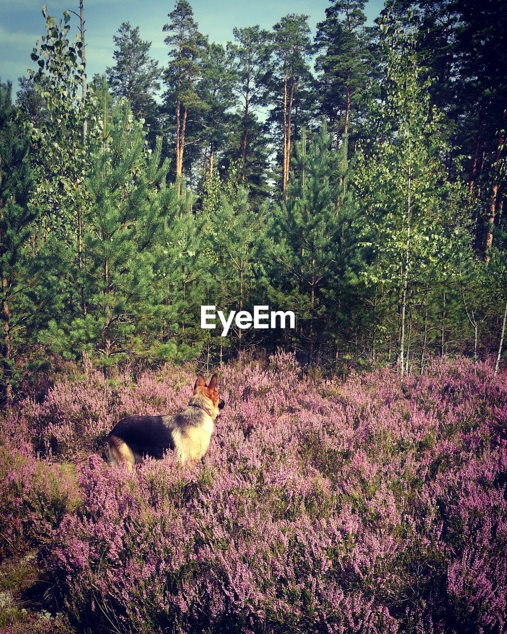 VIEW OF TREES IN FOREST