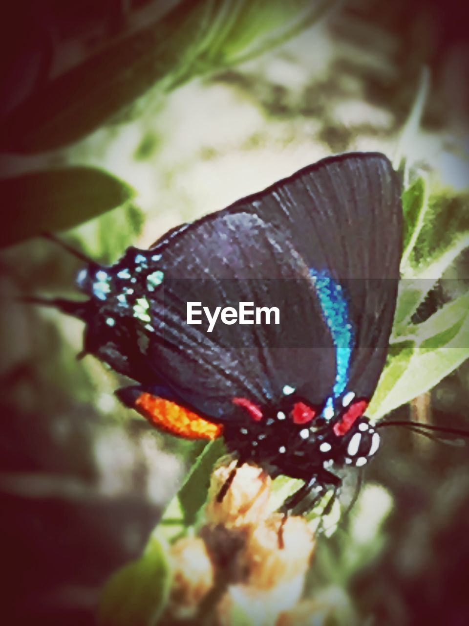 CLOSE-UP OF BUTTERFLY POLLINATING FLOWER