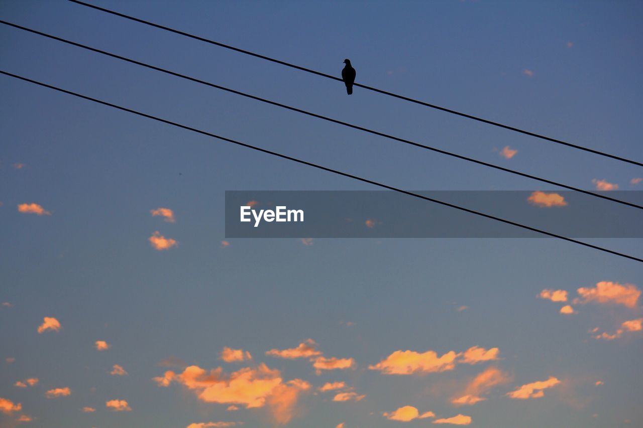 LOW ANGLE VIEW OF SILHOUETTE BIRDS ON CABLE AGAINST SKY